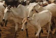 UP working on plan to deal with cattle issue