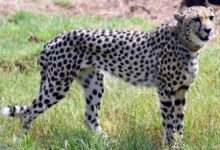 Namibian cheetah Shasha dies at MP's Kuno National Park