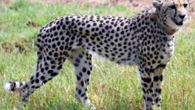 Namibian cheetah Shasha dies at MP's Kuno National Park