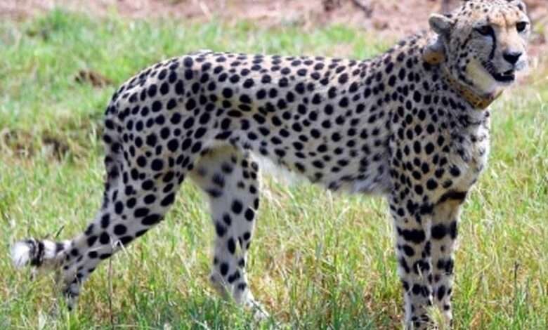 Another cheetah dies at Kuno National Park, eighth death in past 4 months