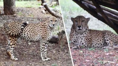 Cheetah gifted by Saudi Prince dies of heart attack at Hyderabad Zoo