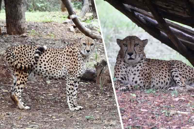 Confusion over MP cheetahs: State govt preparing other locations, but Union Minister says 'no shifting'