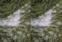 Unseasonal rains cause widespread crop loss in Telangana