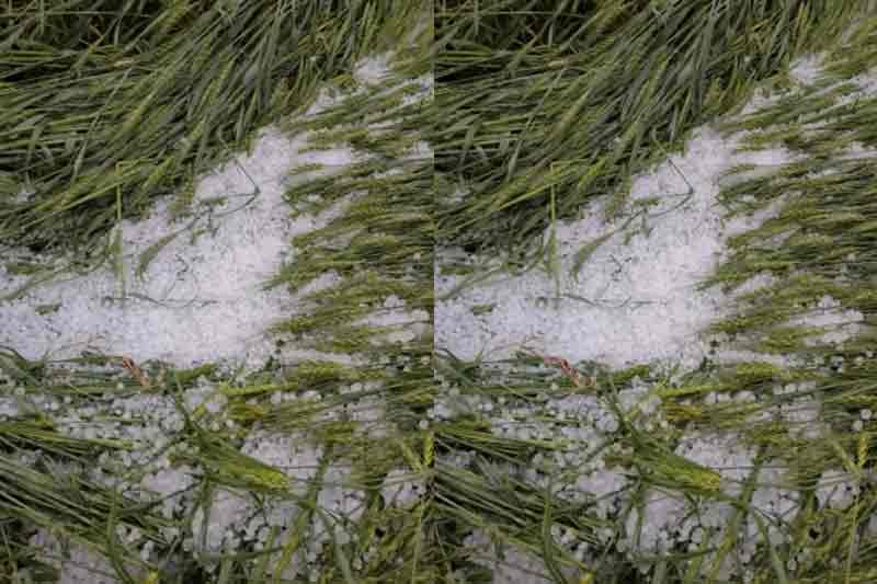 Unseasonal rains cause widespread crop loss in Telangana