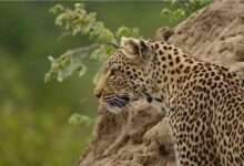 Leopard kills 19 sheep, injures 15 in J&K's Poonch