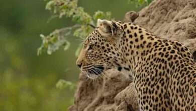 Leopard found dead in dumping yard in Telangana