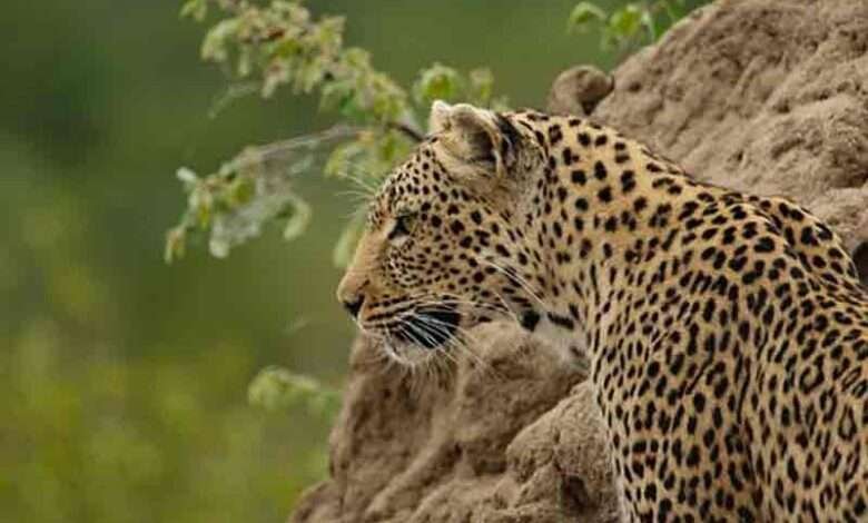 Leopard kills 19 sheep, injures 15 in J&K's Poonch