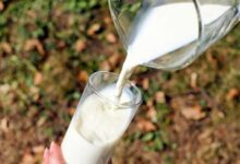Nearly 35% of milk samples found to be non-conforming to norms