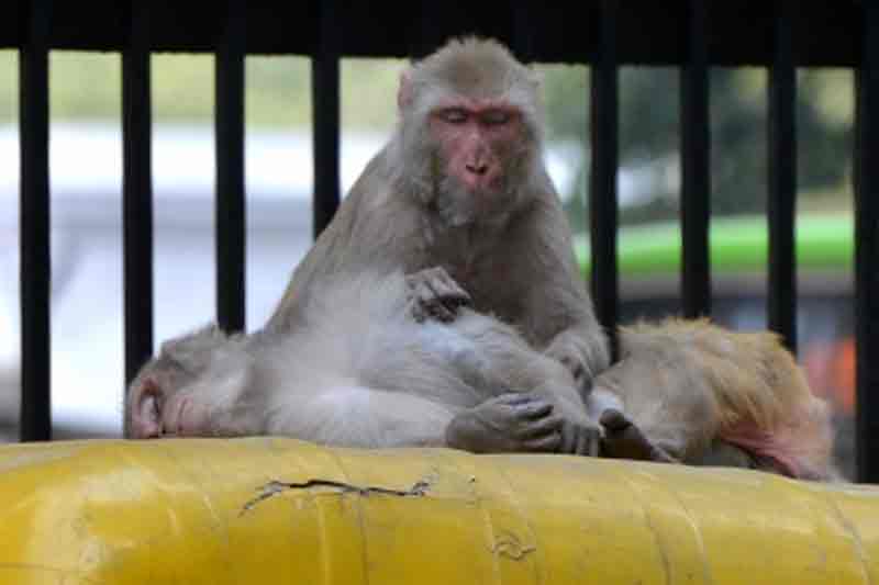 13-day-old baby attacked by monkey in K’taka