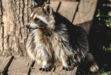 Reports suggest Covid may have originated in raccoon dogs