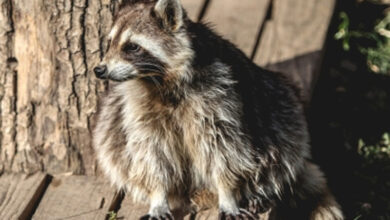 Reports suggest Covid may have originated in raccoon dogs