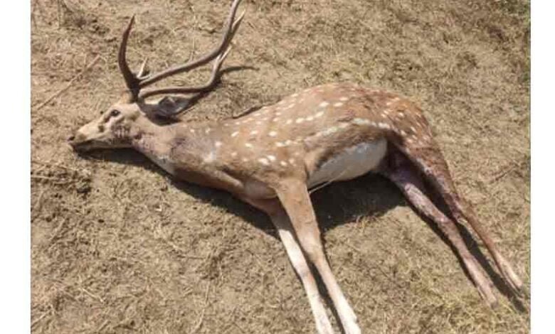 Dogs kill wild stag in K'taka's Chitradurga
