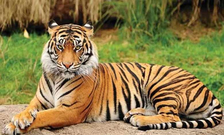 Ongoing Quest for Missing Tigers in Telangana Forest Amid Concerns of Poisoning
