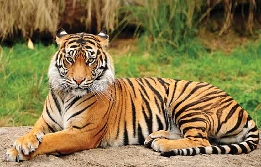 Pilibhit Tiger Reserve on alert over poaching threat