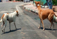 Stray dogs maul to death another child in Telangana