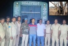 Telangana: Rescued sloth bear released in forest