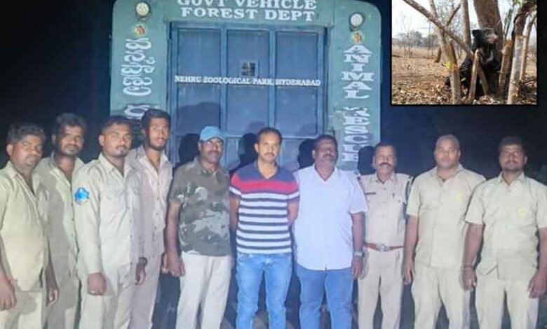 Telangana: Rescued sloth bear released in forest