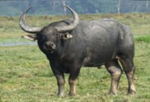 Two killed in wild buffalo attack in Kerala