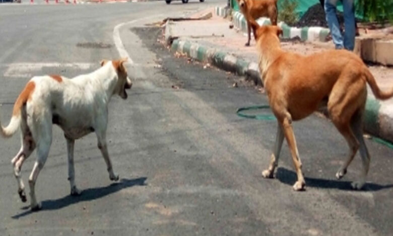 3-yr-old toddler mauled to death by stray dogs in Agra.