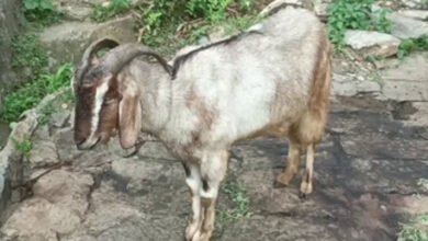 Prayagraj: Thieves come in luxury car to steal a goat.