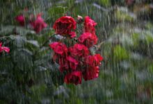 Odisha gets relief from heatwave as monsoon arrives