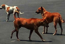 Kerala stray dog menace: BJP, CPI(M) blame each other.