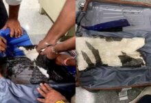 DRI arrests 2 with Amphetamine worth Rs 16.72 crore