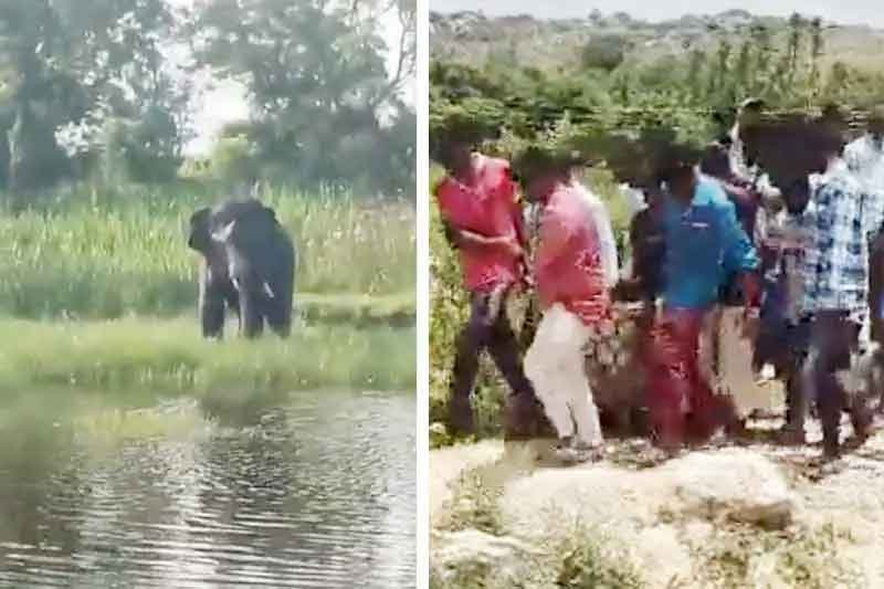 Couple trampled to death by wild elephants in Andhra Pradesh