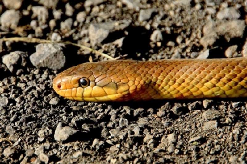 UP man bitten by snake in Gujarat, travels 1300 kms to get treated