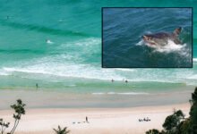 Beaches Closes after shark attack in Australia's state New South Wales(NSW)