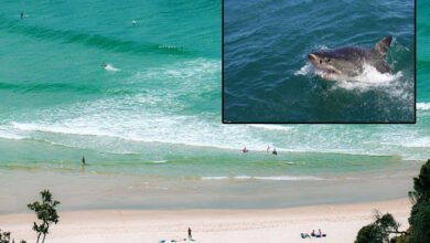 Beaches Closes after shark attack in Australia's state New South Wales(NSW)