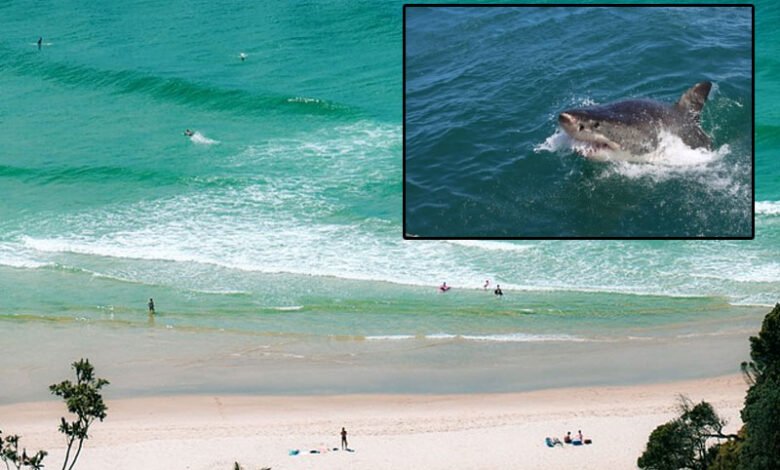 Beaches Closes after shark attack in Australia's state New South Wales(NSW)