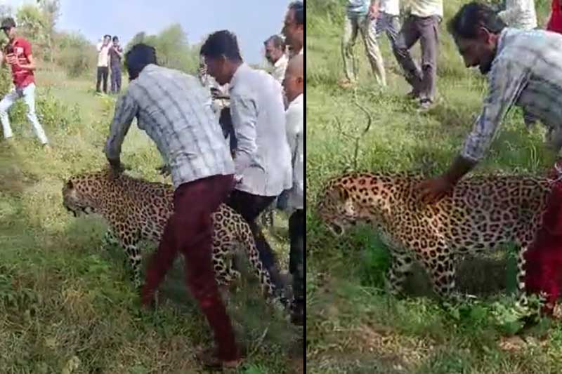 People seen with sick leopard in MP, video goes viral