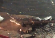 Crocodile surfaces out of open drain in Hyderabad (Video)