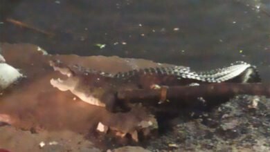 Crocodile surfaces out of open drain in Hyderabad (Video)