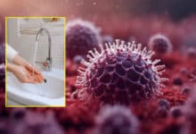 Explained: The resurgence of Nipah virus in Kerala