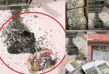 Termites Devour Woman's Rs 18 Lakh Savings for Daughter's Wedding in Bank Locker