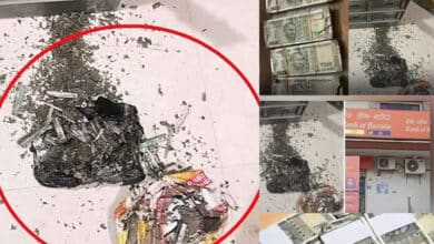 Termites Devour Woman's Rs 18 Lakh Savings for Daughter's Wedding in Bank Locker
