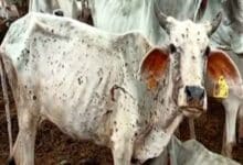 UP to get one crore vaccine for lumpy skin disease