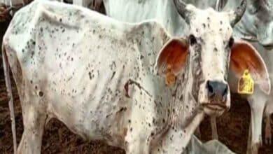 UP to get one crore vaccine for lumpy skin disease