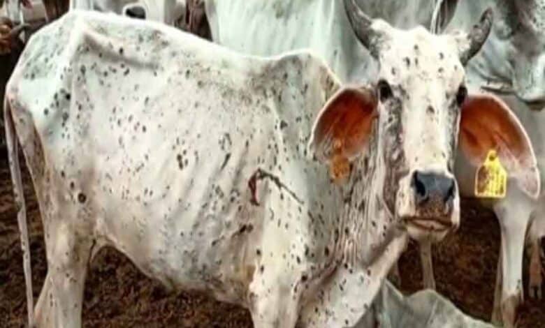 Over 84% of cattle got vaccines against lumpy skin disease