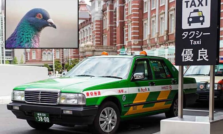 Japanese cab driver arrested for killing pigeon