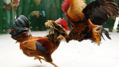 Ahead of Sankranti, HSI urges citizens to report cockfighting events