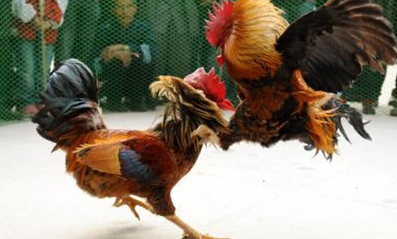 Ahead of Sankranti, HSI urges citizens to report cockfighting events