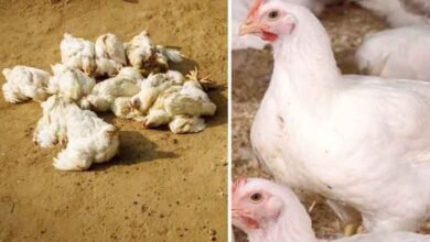 Bird Flu in City: Thousands of Chickens Died, Chicken Shops Closed in Andhra Pradesh