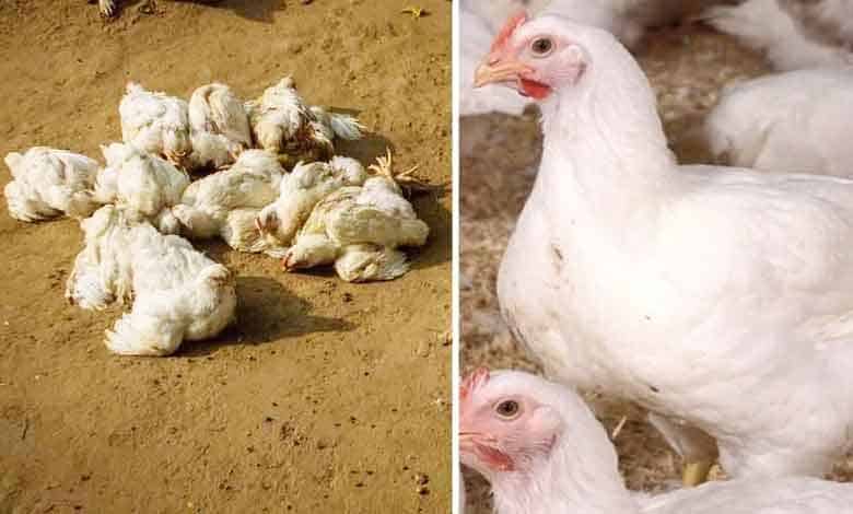 Bird Flu in City: Thousands of Chickens Died, Chicken Shops Closed in Andhra Pradesh