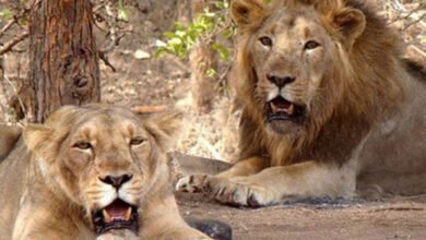 Row over naming lion pair 'Akbar' & 'Sita': Top Tripura Forest Dept official suspended