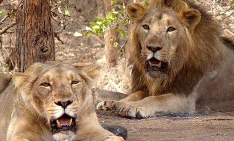 Row over naming lion pair 'Akbar' & 'Sita': Top Tripura Forest Dept official suspended