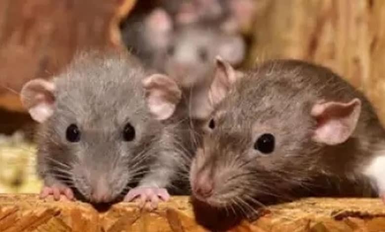 Rats bite patient at government hospital in Telangana