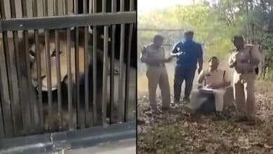 Tragic Selfie Attempt: Man from Alwar Mauled to Death in Andhra Zoo Lion Enclosure